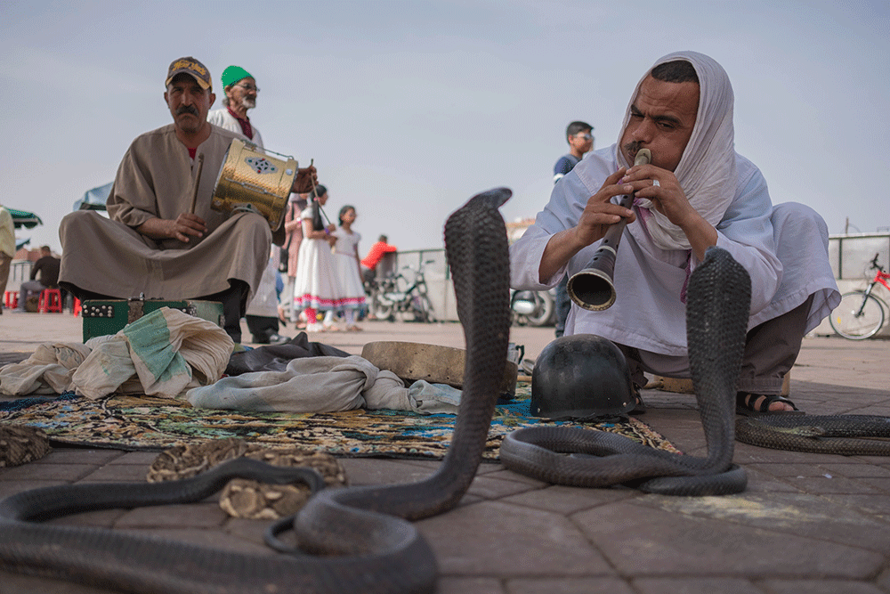 charmeur serpent marrakech